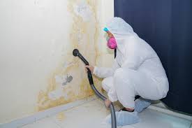 Professional Mold Removal Services in Poteet, TX